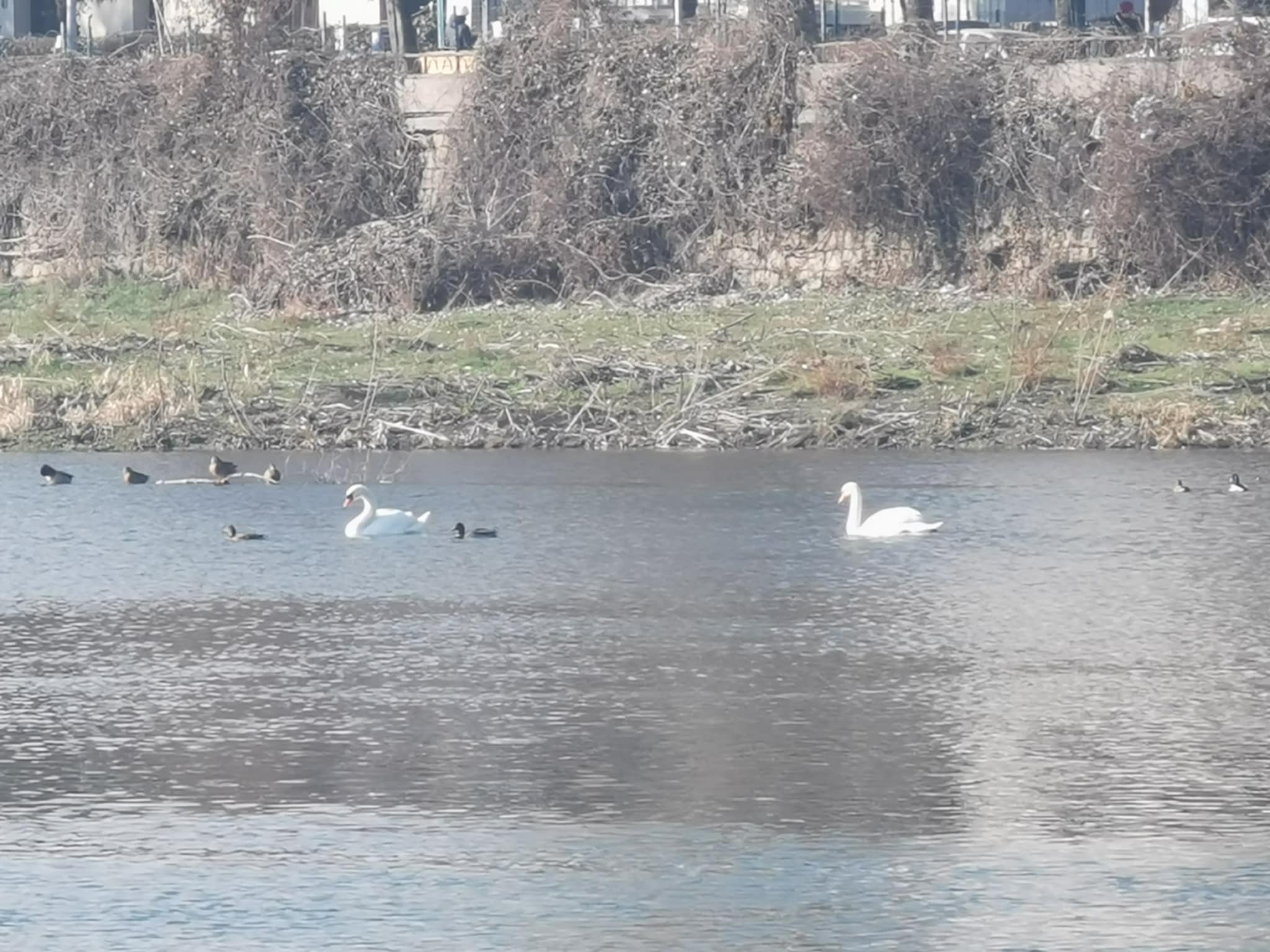 Водното огледало на почистената Марица привлича лебедите в Пловдив