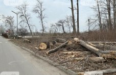 Специална комисия решава какво да засади на мястото на премахнатите тополи край Гребната база