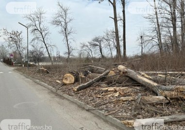 Специална комисия решава какво да засади на мястото на премахнатите тополи край Гребната база