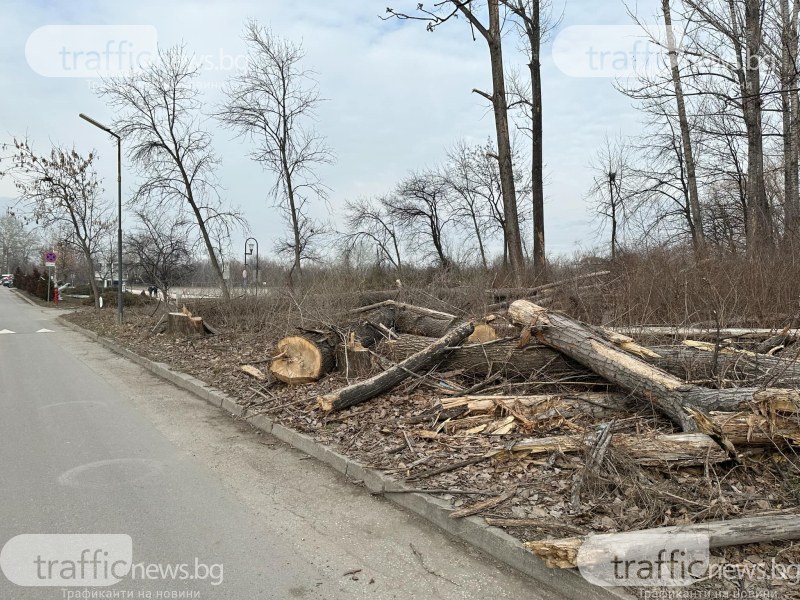 Специална комисия решава какво да засади на мястото на премахнатите тополи край Гребната база