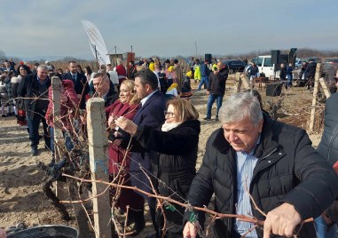 Трифон Зарезан в Брестовица: Министри и кметът на община „Родопи“ зарязаха лозите за берекет