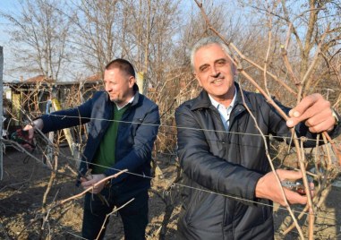 Кметът на Община Марица заряза лозите на Трифон Зарезан в Рогош, Труд и Маноле