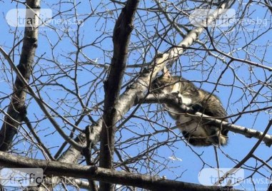 Котка вече втори ден бедства в Пловдив, институциите безсилни?