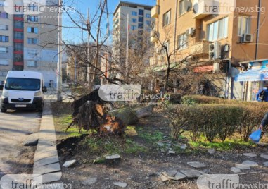 Изкоренено дърво се стовари на тротоар в Пловдив