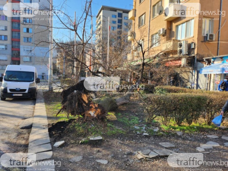 Изкоренено дърво се стовари на тротоар в Пловдив