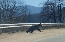 Мече притича посред бял ден през планински път