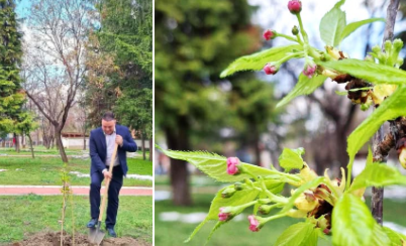 Символично засадиха японска вишна в Перущица