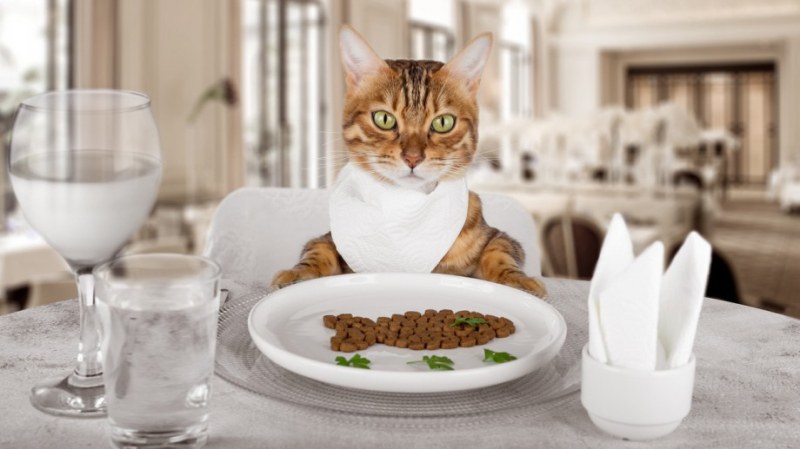 Науката: Защо животните инфлуенсъри са толкова популярни