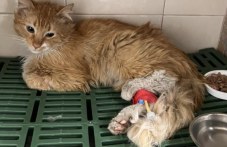 Кола блъсна Рижко в Пловдив, котенцето има нужда от средства, за да се възстанови