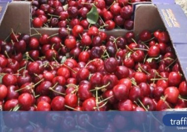 Шефът на борсата в Първенец: Черешите струват 25 лева, но вероятно ще поскъпнат със 100%