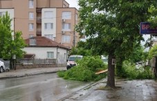 Голям клон се стовари и запречи Коматевско шосе
