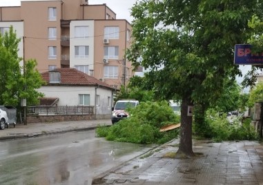 Голям клон се стовари и запречи Коматевско шосе