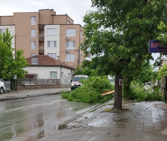 Голям клон се стовари и запречи Коматевско шосе