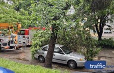 Гнил клон се стовари върху кола в Кършияка след силния дъжд, свидетел: Подавали сме 8 сигнала ВИДЕО