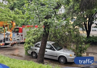 Гнил клон се стовари върху кола в Кършияка след силния дъжд, свидетел: Подавали сме 8 сигнала ВИДЕО
