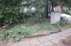 Втори инцидент в рамките на ден: 8 метров клон се стовари в градинка в Кършияка