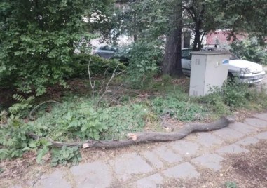 Втори инцидент в рамките на ден: 8 метров клон се стовари в градинка в Кършияка