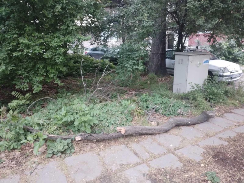 Втори инцидент в рамките на ден: 8 метров клон се стовари в градинка в Кършияка