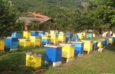 masovo-izmirat-pchelni-semeistva-650.png