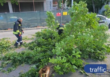 Клон се стовари върху движещ се автомобил в Пловдив