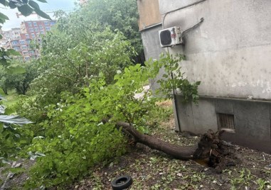 Болно дърво се стовари в Кючука, за щастие няма пострадали