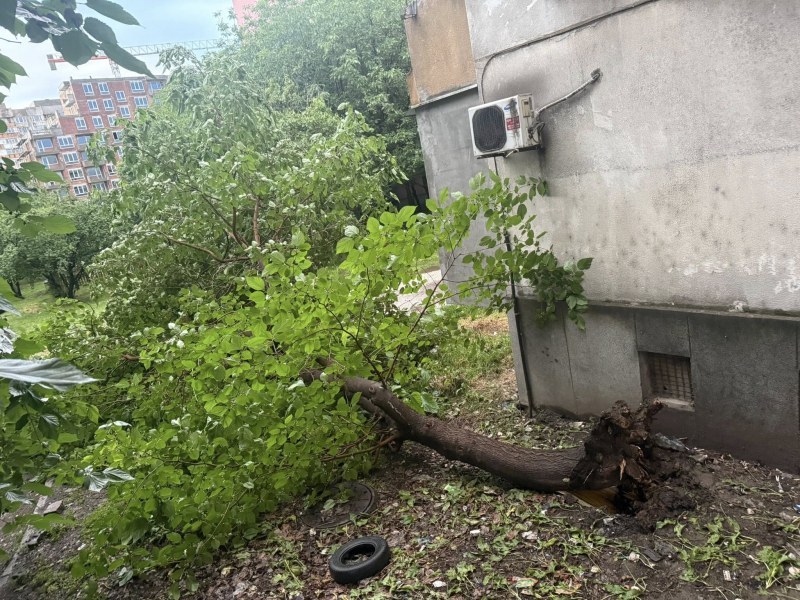 Болно дърво се стовари в Кючука, за щастие няма пострадали
