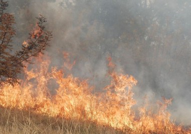 Пожароопасен сезон: Настъпи „Восъчна зрялост“ на посевите от житни култури