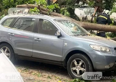 Огромен клон се стовари върху кола в Пловдив