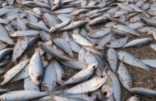 Мъртва риба изплува в река Марица край Пловдив
