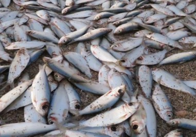 Мъртва риба изплува в река Марица край Пловдив