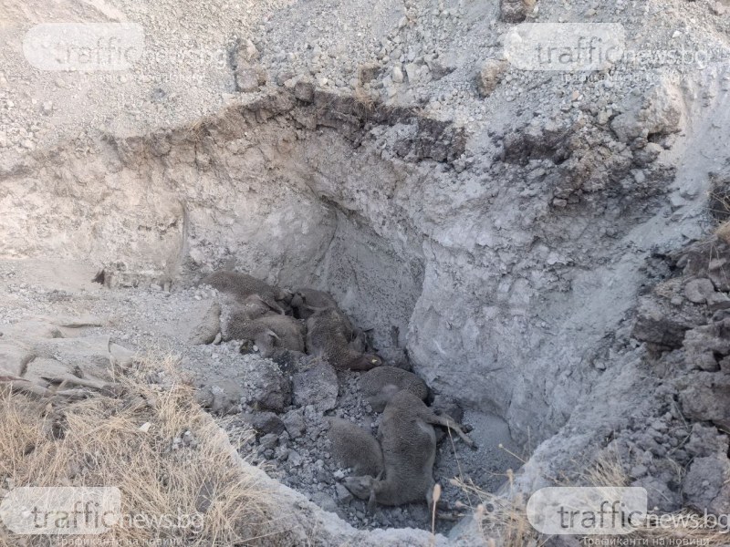 Загробват умъртвени болни от шарка животни край водоизточник и параклис с лековита вода в Първомайско