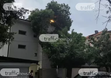 Огромно дърво се стовари върху фасада на къща в центъра на Пловдив