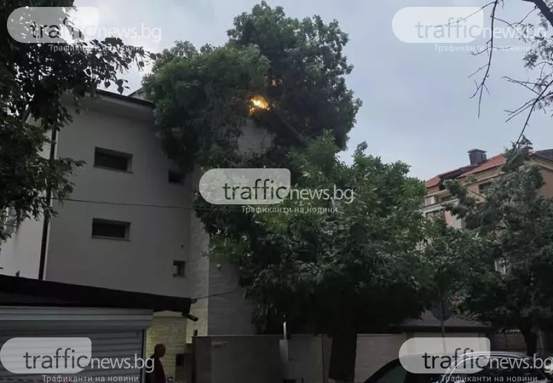 Огромно дърво се стовари върху фасада на къща в центъра на Пловдив