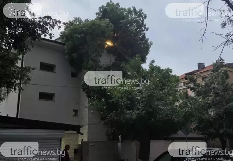Жалби и обещани мерки преди 3 години - Дървото се стовари върху къща в Съдийски, преди да бъде отрязано