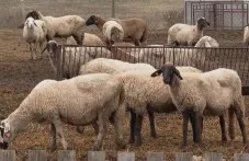 babh-sas-zabrana-izkupuvane-ovche-i-990.webp