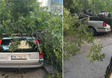 Дърво се стовари върху кола в центъра на Пловдив