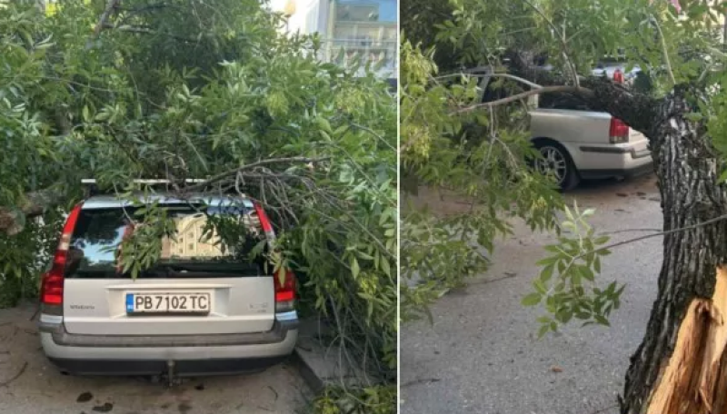 Дърво се стовари върху кола в центъра на Пловдив