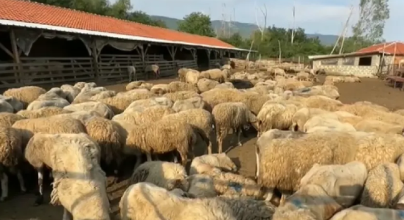 10 000 животни са евтаназирани заради шарката, огнищата не спират