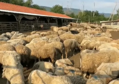 10 000 животни са евтаназирани заради шарката, огнищата не спират