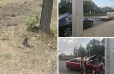 Блъснато коте оцеля след драматична спасителна операция на пловдивски булевард