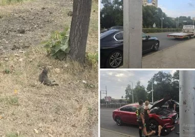 Блъснато коте оцеля след драматична спасителна операция на пловдивски булевард
