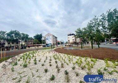 Повече от 2500 храста вече са засадени на кръговото на Централна гара, оформят ги на различни височини