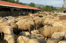 Удължават мерките срещу шарката по животните в Пловдивско