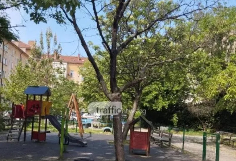 Премахнаха опасно дърво в близост до детска площадка в Кършияка