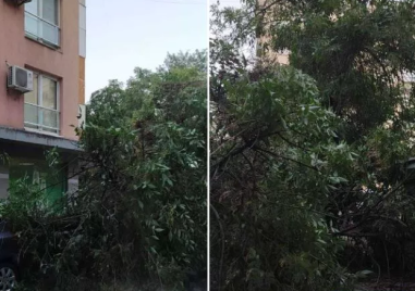 Дърво се стовари върху паркирани коли в Пловдив, едва не премаза чакащи пред магазин