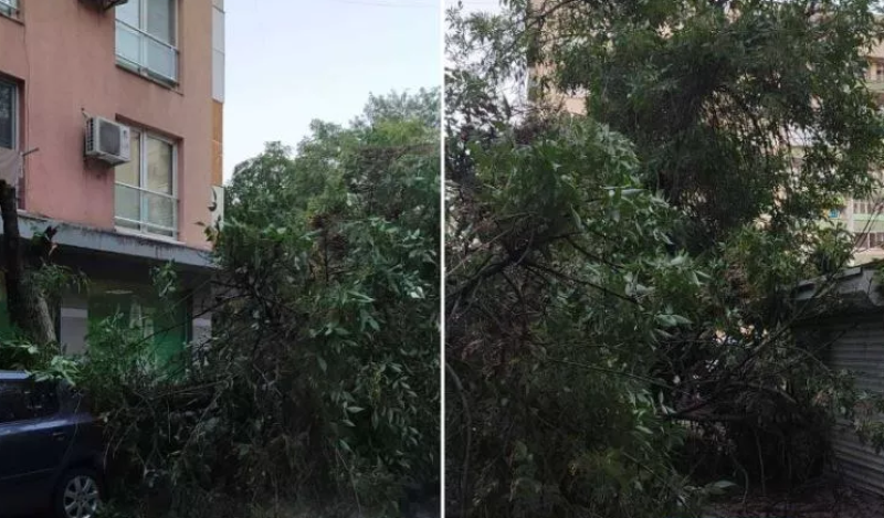 Дърво се стовари върху паркирани коли в Пловдив, едва не премаза чакащи пред магазин