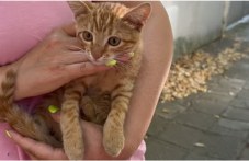 Хора спасиха малко коте на оживен булевард в Пловдив