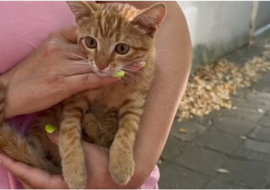 Хора спасиха малко коте на оживен булевард в Пловдив