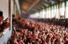 БАБХ унищожи 28 000 патици заради огнище на птичи грип в три ферми в Раковски