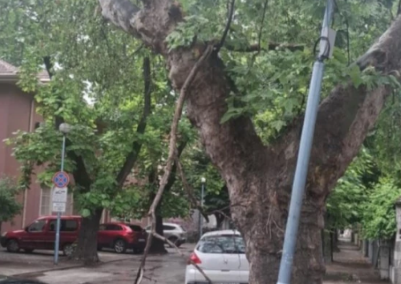 Семейства в Пловдив живеят в страх заради опасен чинар, който руши дома им